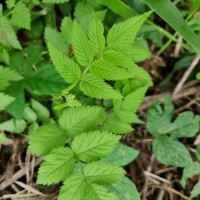 Rubus rosifolius Sm.